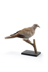 Image description is not available for 2000.2.1